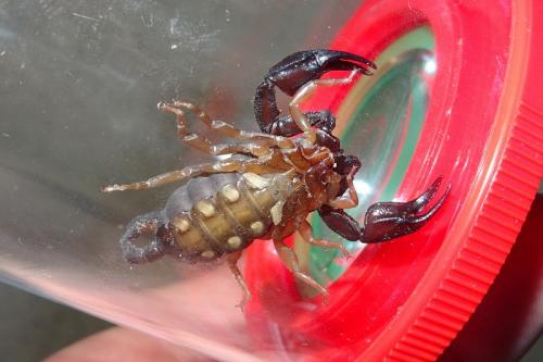 Euscorpius flavicaudis